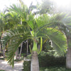 5 Spindle Palm zaden (hyophorbe Verschaffeltii) | www.drakenbloedboom.com