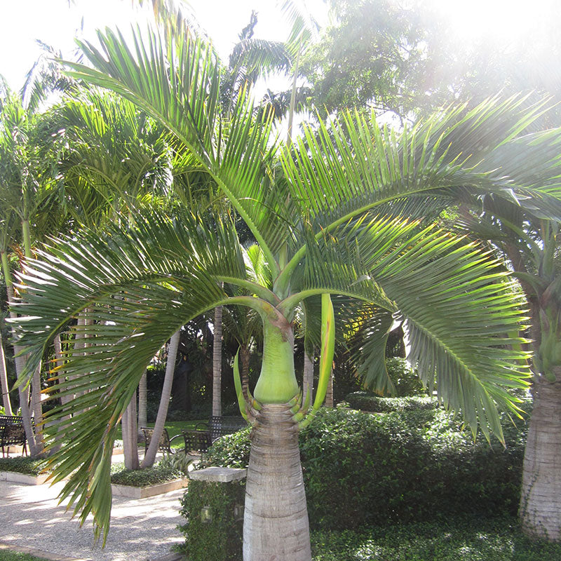 5 Spindle Palm zaden (hyophorbe Verschaffeltii) | www.drakenbloedboom.com | palm zaden