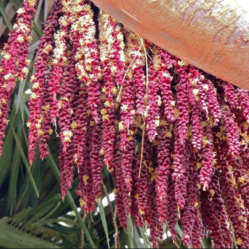 Jubaea Chilensis-palmboom-winterharde palmsoort | paarse bloemen | www.drakenbloedboom.com | verse zaden te koop