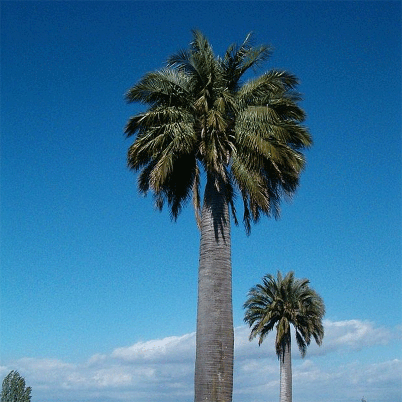 Semillas de palma Jubaea Chilensis (palma de vino chilena) - resistente