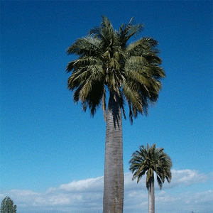 Jubaea Chilensis-palmboom-winterharde palmsoort | www.drakenbloedboom.com | verse palmzaden te koop