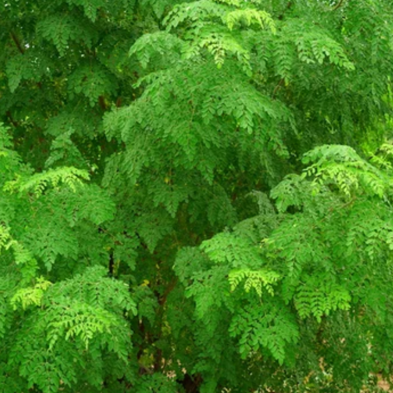Moringa Oleifera boom (wonderboom) - drakenbloedboom.com