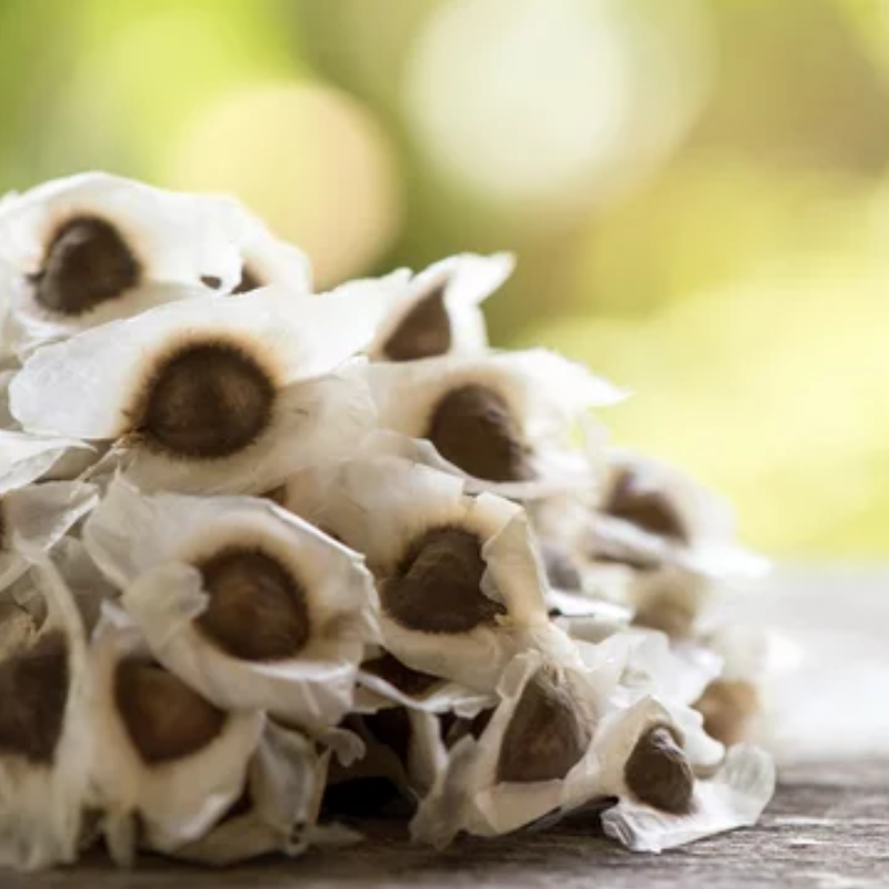 Verse Moringa Oleifera zaden (wonderboom)