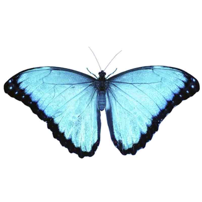 Morpho Aega vlinder in lijst