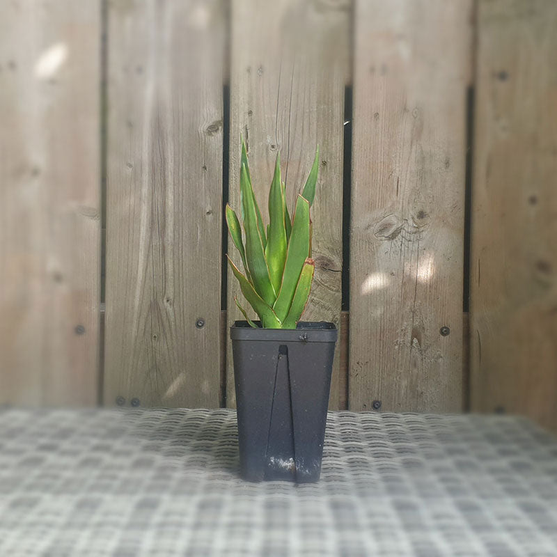 Drakenbloedboom van 10 20 cm |  Drakenbloedboom.com