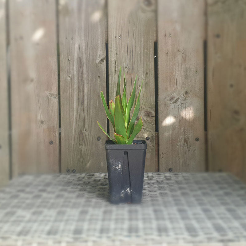 Drakenbloedboom van 10 20 cm |  Drakenbloedboom.com