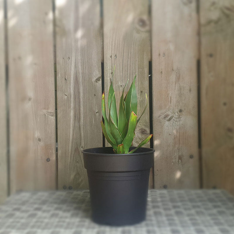 Drakenbloedboom | dracaena draco | (totale hoogte 20 - 30 cm incl pot) | www.drakenbloedboom.com