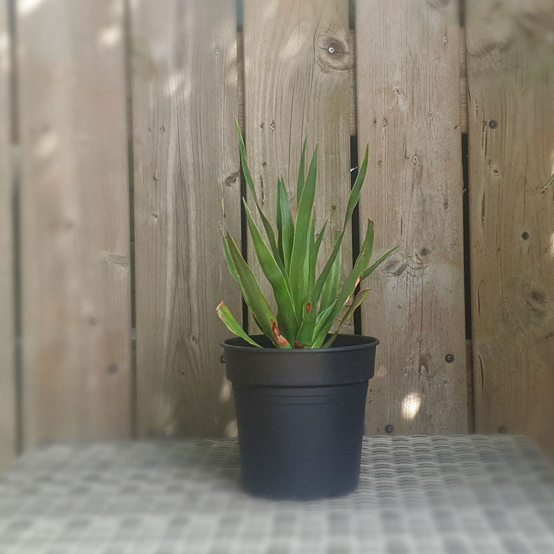 Drakenbloedboom | dracaena draco | (totale hoogte 30 - 40 cm incl pot) | www.drakenbloedboom.com
