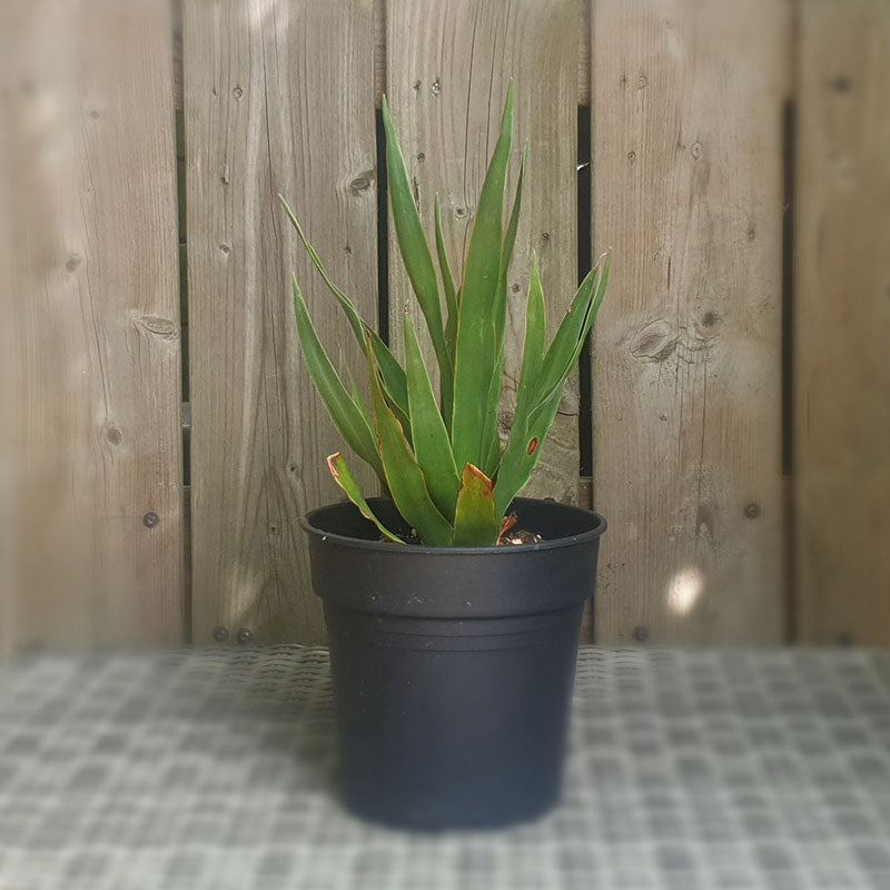 Drakenbloedboom | dracaena draco | (totale hoogte 30 - 40 cm incl pot) | www.drakenbloedboom.com