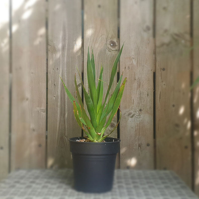 Drakenbloedboom | dracaena draco | (totale hoogte 40 - 50 cm incl pot) | www.drakenbloedboom.com