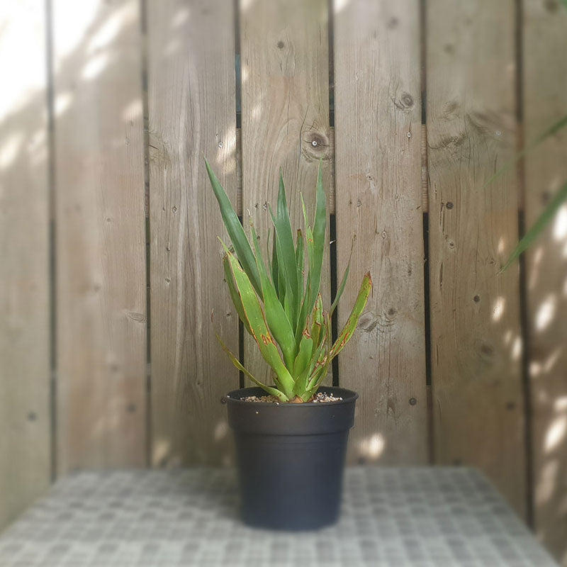 Drakenbloedboom | dracaena draco | (totale hoogte 40 - 50 cm incl pot) | www.drakenbloedboom.com