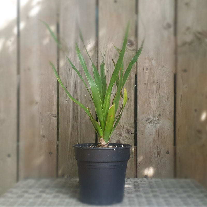 Drakenbloedboom | dracaena draco | (totale hoogte 50 - 60 cm incl pot) | www.drakenbloedboom.com