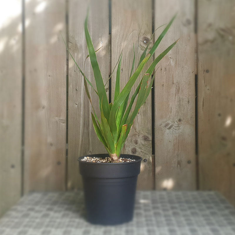   Drakenbloedboom | dracaena draco | (totale hoogte 50 - 60 cm incl pot)  