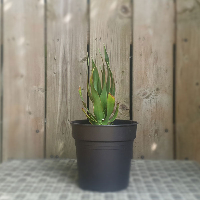 Drakenbloedboom | dracaena draco | (totale hoogte 20 - 30 cm incl pot) | www.drakenbloedboom.com