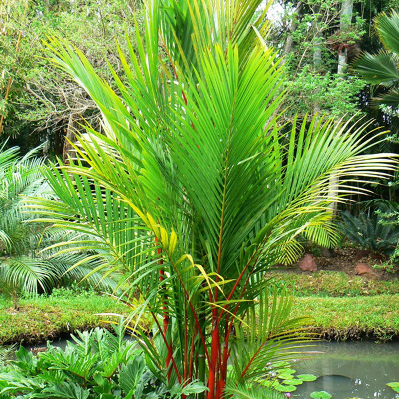 Semillas de Palma de lápiz labial (cyrtostachys renda)