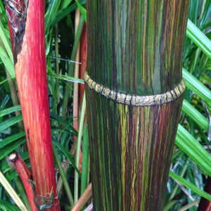 5 Samen der Lippenstiftpalme (Cyrtostachys renda) | www.drakenbloedboom.com