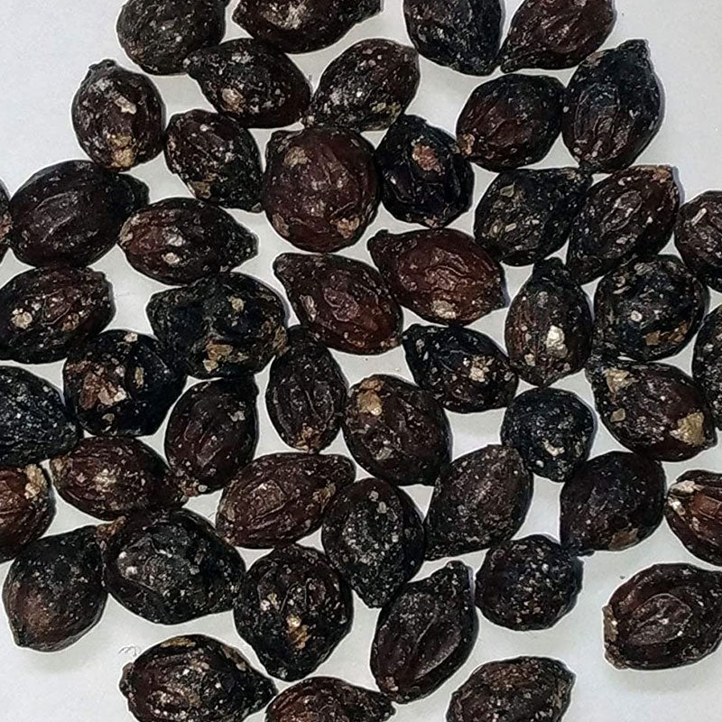 5 Lip stick palm zaden (cyrtostachys renda) | www.drakenbloedboom.com