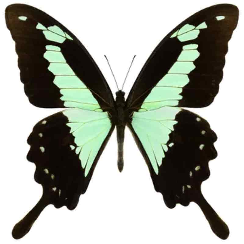 Papilio Phorcas Schmetterling im Rahmen | Schwalbenschwanzfalter | www.drakenbloedboom.com