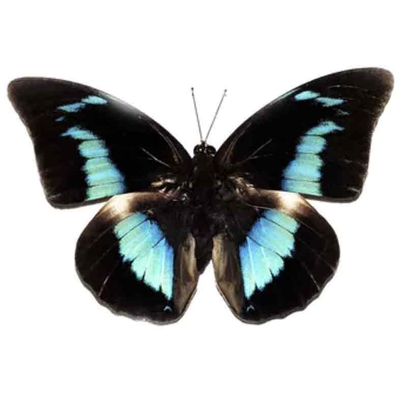 Prepona-Meander-vlinder