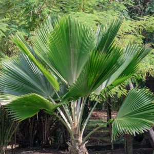 Verse Pritchardia Pacifica palmzaden (Fiji Waaierpalm)