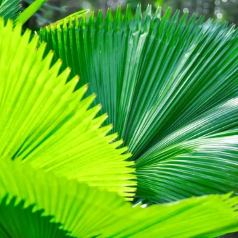Verse Pritchardia Pacifica bladeren (Fiji Waaierpalm)