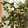 Verse Pritchardia Pacifica vruchten (Fiji Waaierpalm)