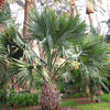Sabal-minor-dwerg_palm-winterharde palmsoort | www.drakenbloedboom.com | verse zaden te koop