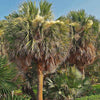 Sabal-Mexicana | Mexicaanse palm -winterharde palmsoort | www.drakenbloedboom.com | verse zaden te koop