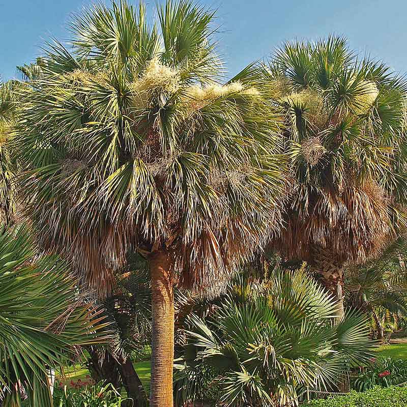 Sabal-Mexicana | palm zaden | Mexicaanse palm -winterharde palmsoort | www.drakenbloedboom.com | verse palmzaden te koop