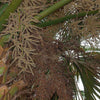 Sabal-Mexicana | bloemen | Mexicaanse palm -winterharde palmsoort | www.drakenbloedboom.com | verse zaden te koop