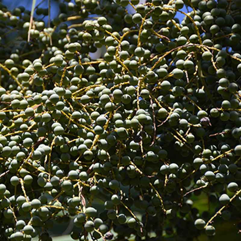 Sabal-Mexicana | Mexicaanse palm -winterharde palmsoort | vruchten | www.drakenbloedboom.com | verse zaden te koop