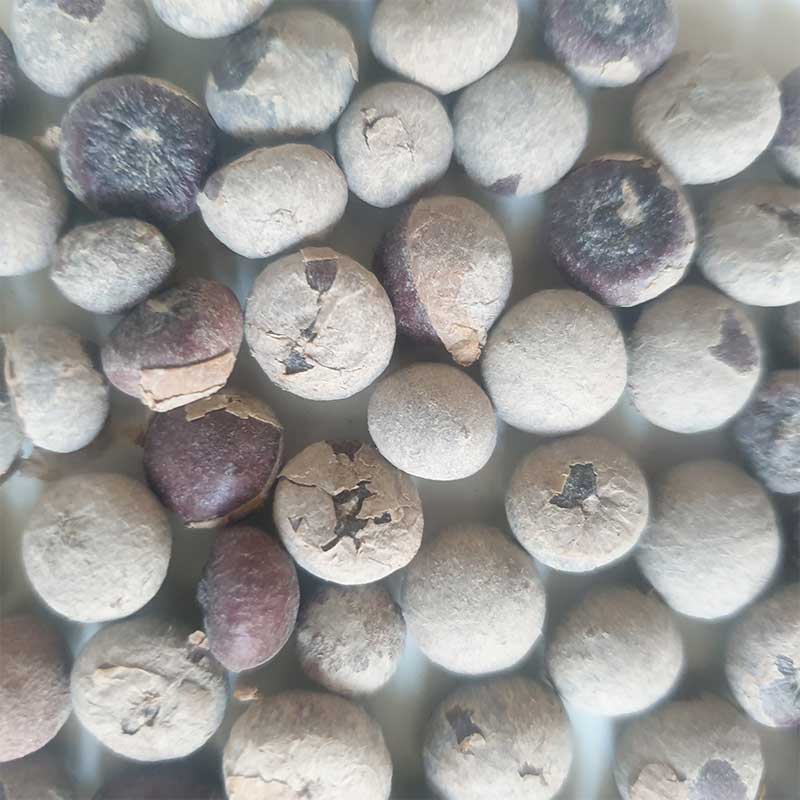 Sabal-Mexicana | palm zaden | Mexicaanse palm -winterharde palmsoort | www.drakenbloedboom.com | verse palmzaden te koop