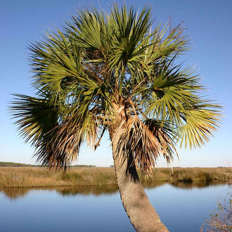 Sabal-palmetto-cabbage-palm-winterharde palmsoort | palmzaden | www.drakenbloedboom.com | verse palmzaden te koop