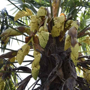 Trachycarpus-Fortunei-Palme - winterharte Palmenart | Blüten und Blumen | www.drakenbloedboom.com | frische Samen zu verkaufen