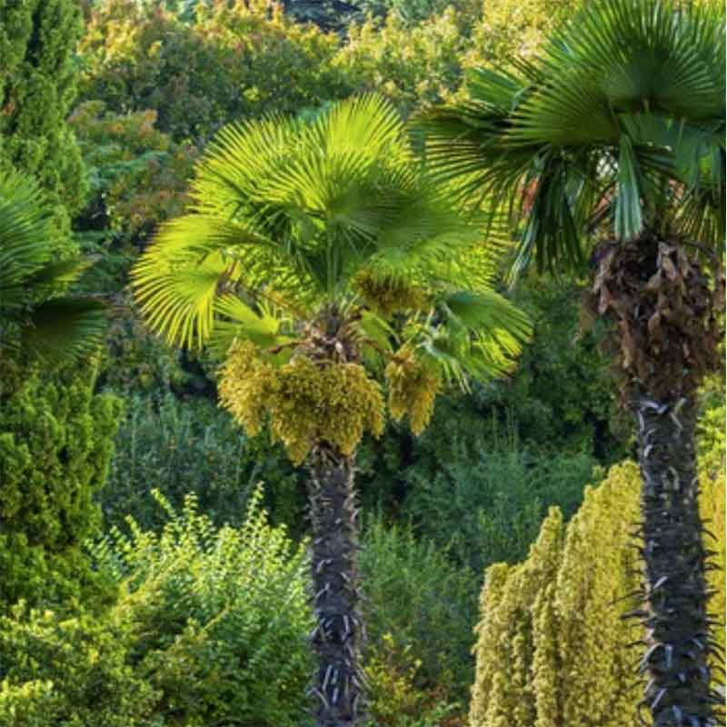 Trachycarpus Fortunei palm zaailing - waaierpalm | drakenbloedboom.com | winter harde palmsoort