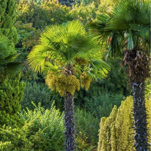 Trachycarpus-Fortunei-Palme - winterharte Palmenart | www.drakenbloedboom.com | frische Samen zu verkaufen