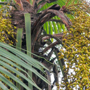 Trachycarpus-Latisectus-palmboom-winterharde palmsoort | bloemen | www.drakenbloedboom.com | verse zaden te koop