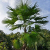 Trachycarpus-Latisectus-palmboom-winterharde palmsoort | www.drakenbloedboom.com | verse zaden te koop
