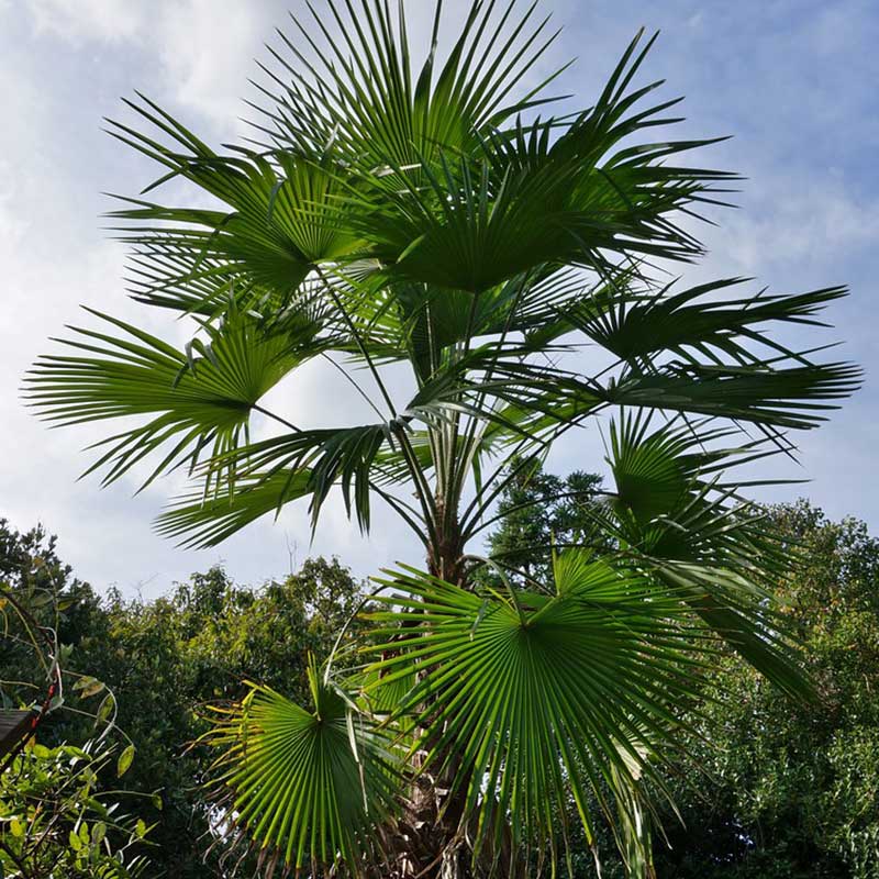 Trachycarpus-Latisectus-palmboom-winterharde palmsoort | palm zaden |  www.drakenbloedboom.com | verse palmzaden te koop