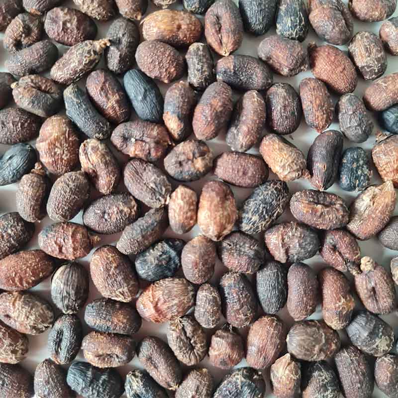 Trachycarpus-Latisectus-palmboom-winterharde palmsoort | palm zaden |  www.drakenbloedboom.com | verse palmzaden te koop