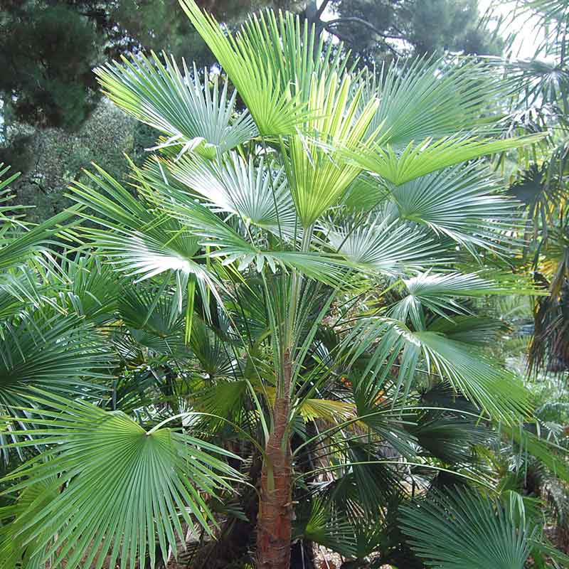 Trachycarpus-Martianus-palmboom-winterharde palmsoort | palmzaden | www.drakenbloedboom.com | verse palmzaden te koop
