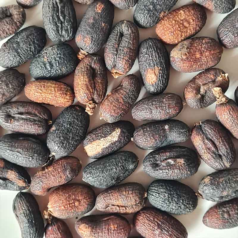 Trachycarpus-Martianus-palmboom-winterharde palmsoort | palmzaden | www.drakenbloedboom.com | verse palmzaden te koop