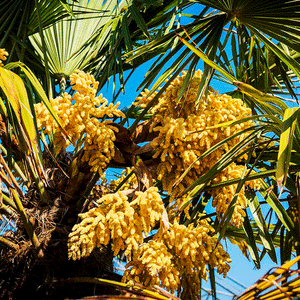 Trachycarpus-Takil-palmboom-winterharde palmsoort | bloemen | www.drakenbloedboom.com | verse zaden te koop