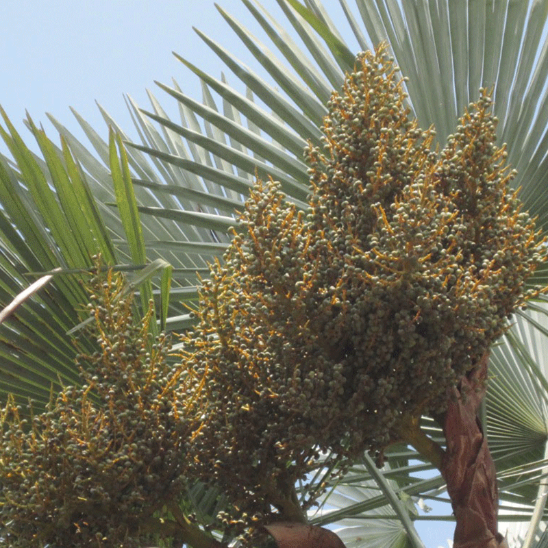 Trachycarpus-Takil-palmboom-winterharde palmsoort | vruchten | www.drakenbloedboom.com | verse zaden te koop