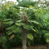 Trachycarpus-Wagnerianus-palmboom-winterharde palmsoort | www.drakenbloedboom.com | verse zaden te koop