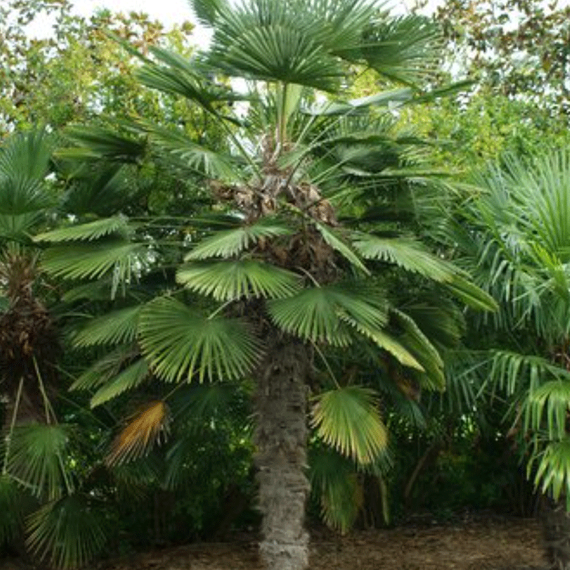 Trachycarpus-Wagnerianus-Palme - winterharte Palmenart | www.drakenbloedboom.com | frische Samen zu verkaufen