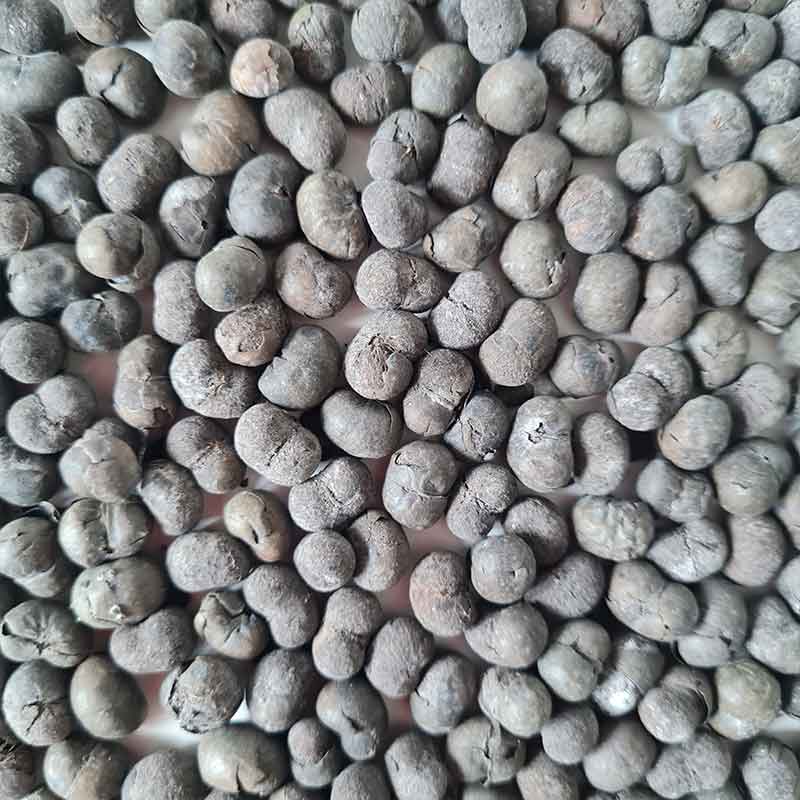 Trachycarpus-Wagnerianus-palmboom-winterharde palmsoort | palm zaden | www.drakenbloedboom.com | verse palmzaden te koop