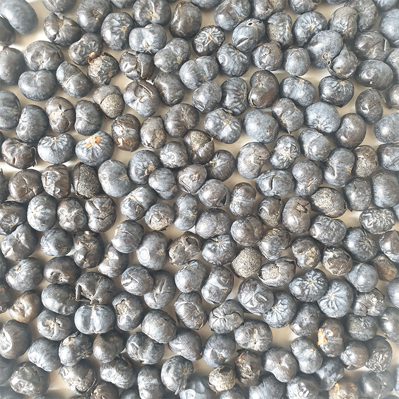 Trachycarpus-Fortunei-palmboom-winterharde palmsoort | palmzaden | www.drakenbloedboom.com | verse palmzaden te koop