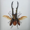 Groot Vliegend Hert - 10 cm (Lucanus Cervus) ingelijst | www.drakenbloedboom.com | opgezette insecten en vlinders