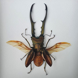 Großer fliegender Hirsch - 10 cm (Lucanus Cervus) gerahmt | www.drakenbloedboom.com | ausgestopfte Insekten und Schmetterlinge